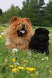 CHOW CHOW 466